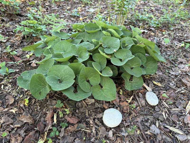 Wild Ginger Covers Moist Shaded Ground Wild Ginger Covers Moist Shaded Ground