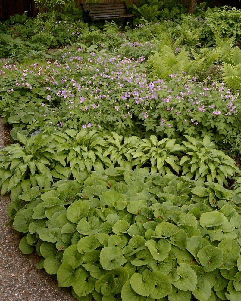 Wild Ginger Is Your No. 1 Native Shade Cover