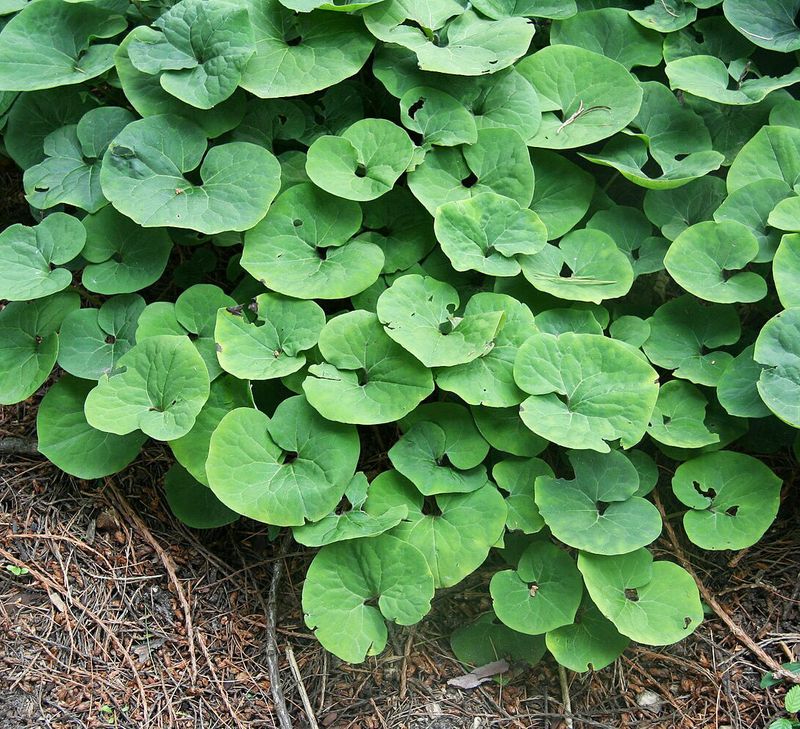 Wild Ginger Links Shady Patches With Broad Leaves Wild Ginger Links Shady Patches With Broad Leaves