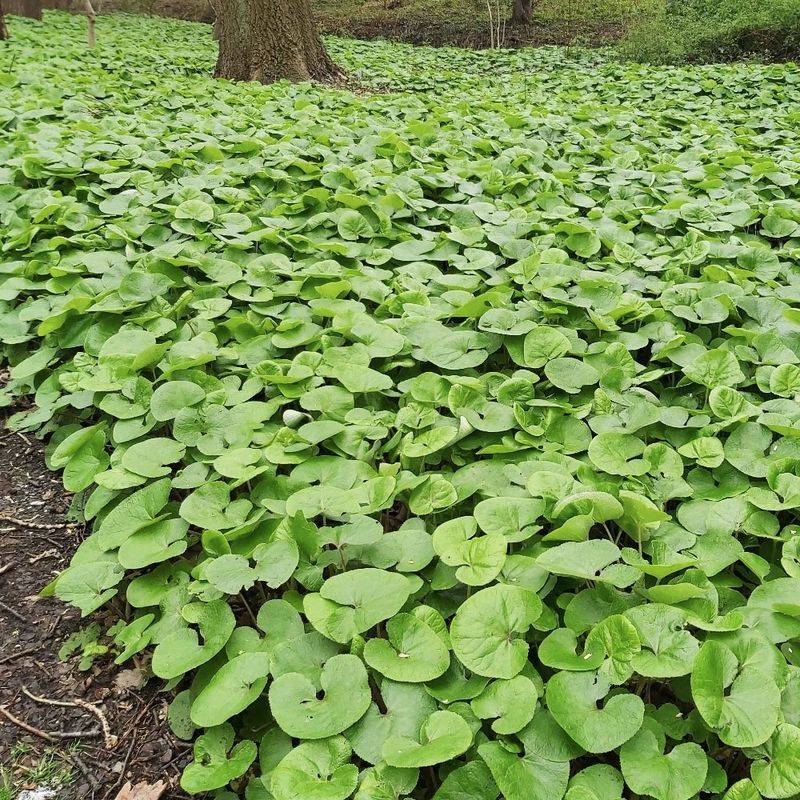 Wild Ginger Thrives Where Nothing Else Will