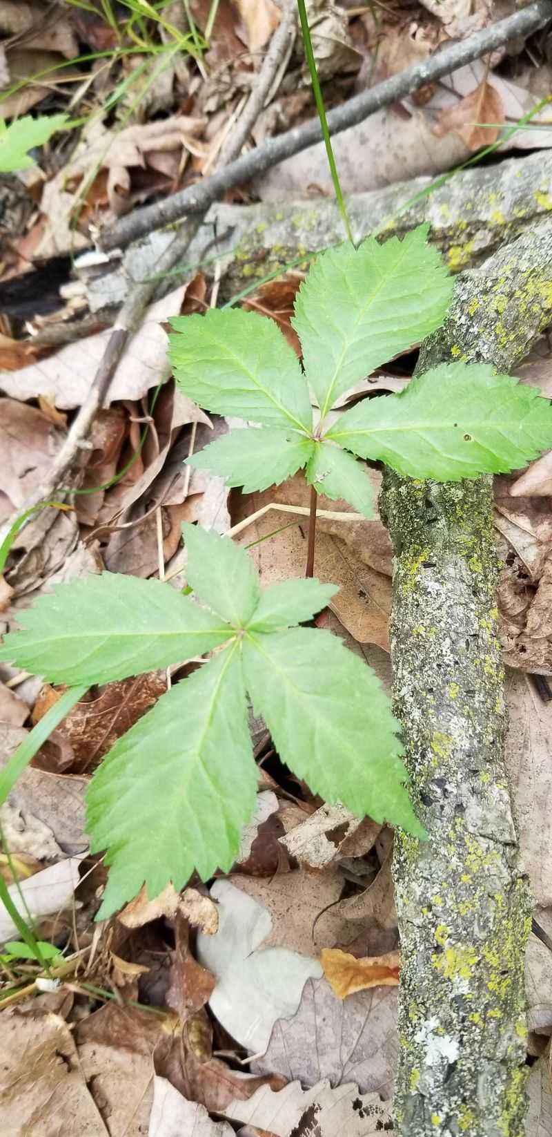 Wild Ginseng Faces Strict Harvest Rules Wild Ginseng Faces Strict Harvest Rules