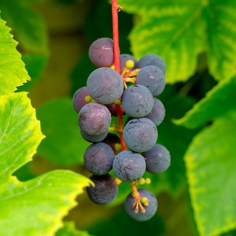 Wild Grapes Usually Have Different Fruit Clusters Than Porcelain Berry Wild Grapes Usually Have Different Fruit Clusters Than Porcelain Berry