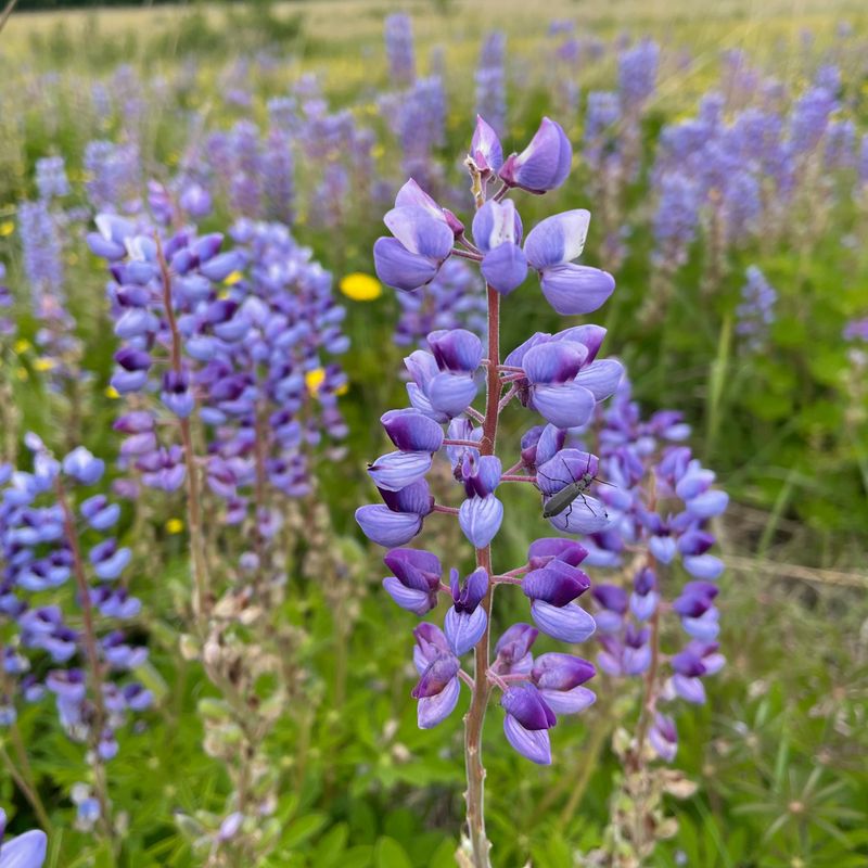 Wild Lupine Belongs In Sandy Soil Wild Lupine Belongs In Sandy Soil