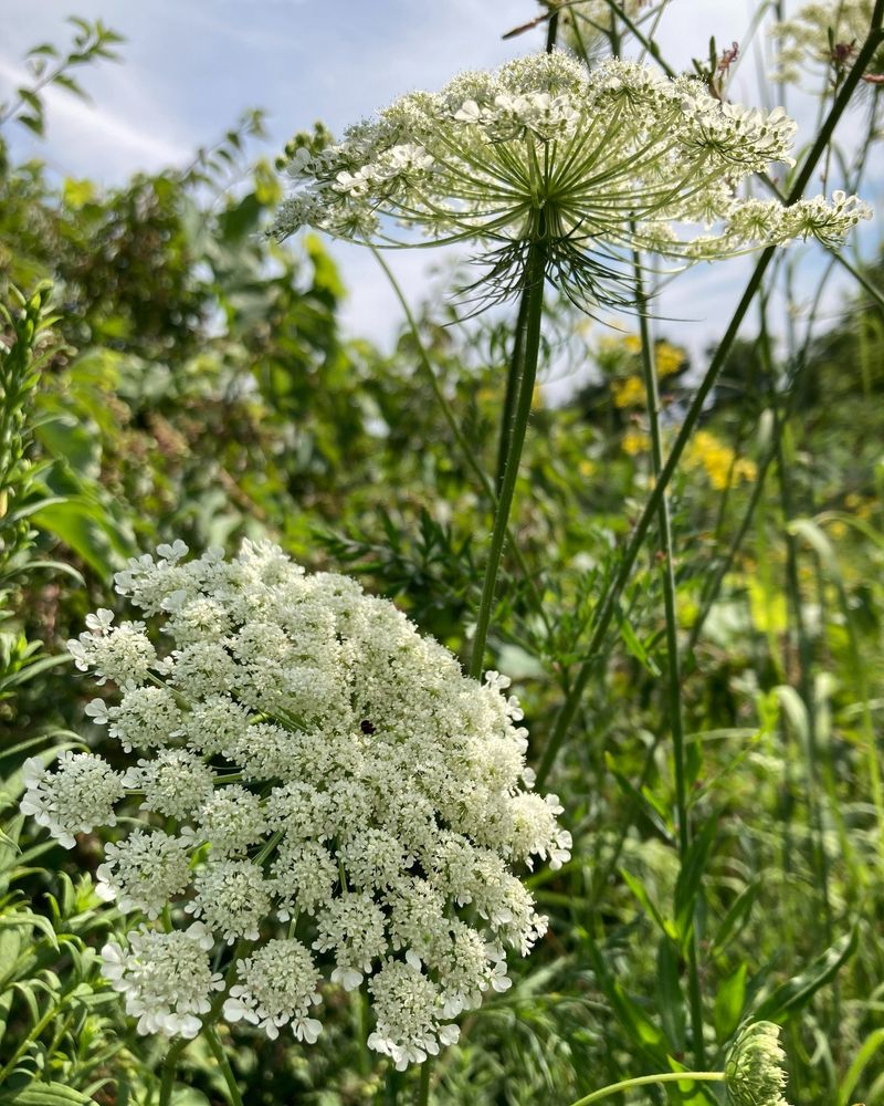 Wild Parsley Making Identification Extra Tricky Wild Parsley Making Identification Extra Tricky