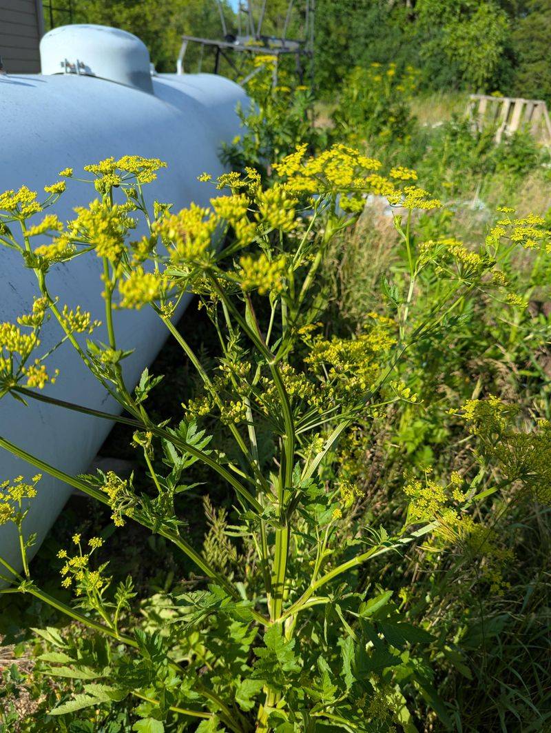 Wild Parsnip Bringing The Same Umbrella-Shaped Flowers Wild Parsnip Bringing The Same Umbrella-Shaped Flowers