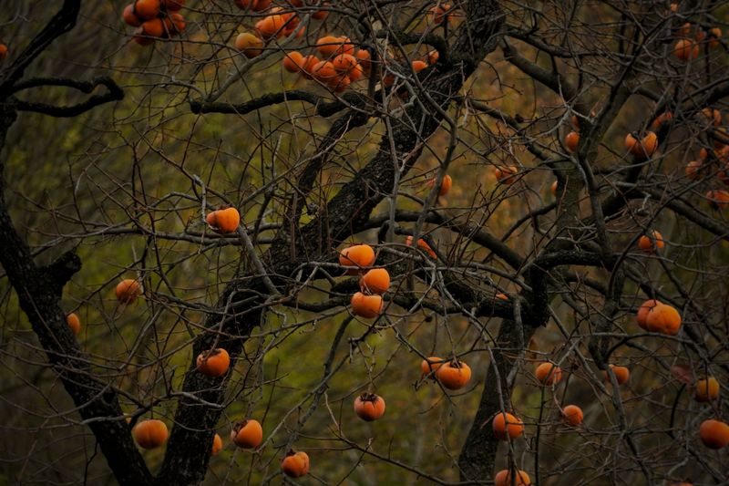 Wild Persimmons Wild Persimmons
