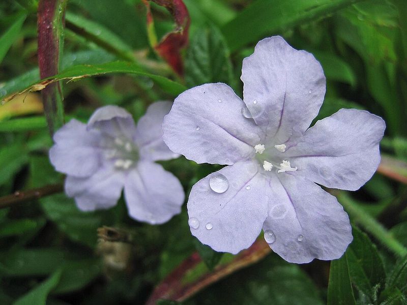 Wild Petunia Fills Gaps Without Becoming A Thicket Wild Petunia Fills Gaps Without Becoming A Thicket