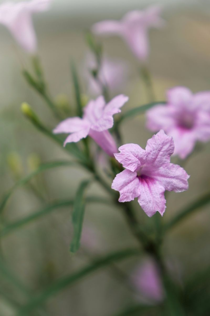 Wild Petunias Blooming In Soft Pink Wild Petunias Blooming In Soft Pink