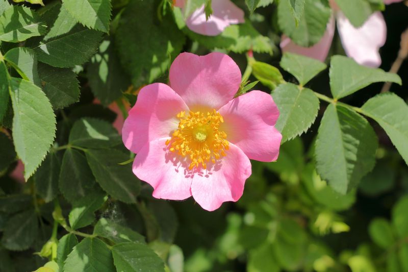 Wild Rose Wild Rose
