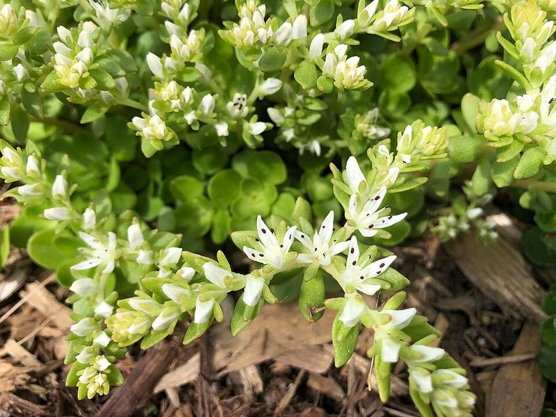 Wild Stonecrop Tucks Into Rocky Gaps Wild Stonecrop Tucks Into Rocky Gaps