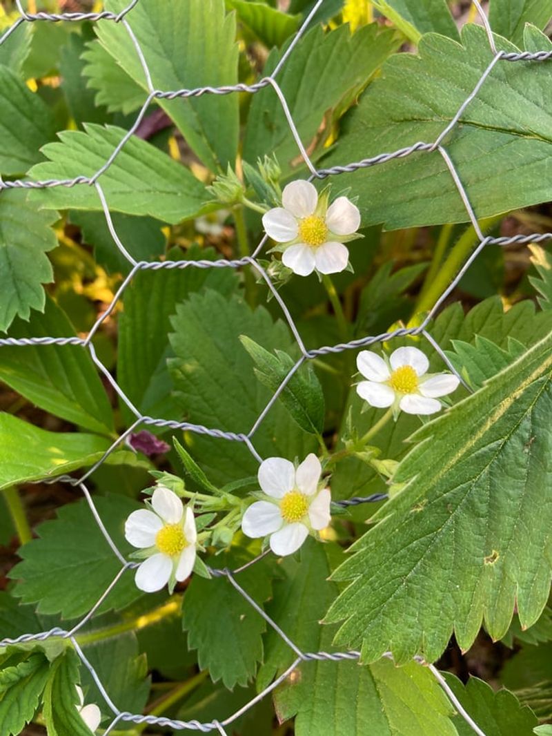 Wild Strawberry Makes A Living Carpet Wild Strawberry Makes A Living Carpet