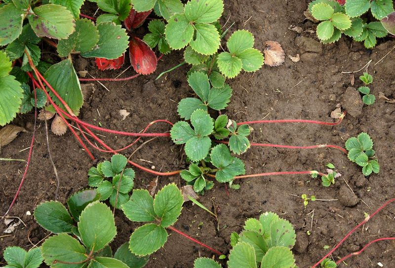 Wild Strawberry Sends Runners Into Sunny Gaps Wild Strawberry Sends Runners Into Sunny Gaps