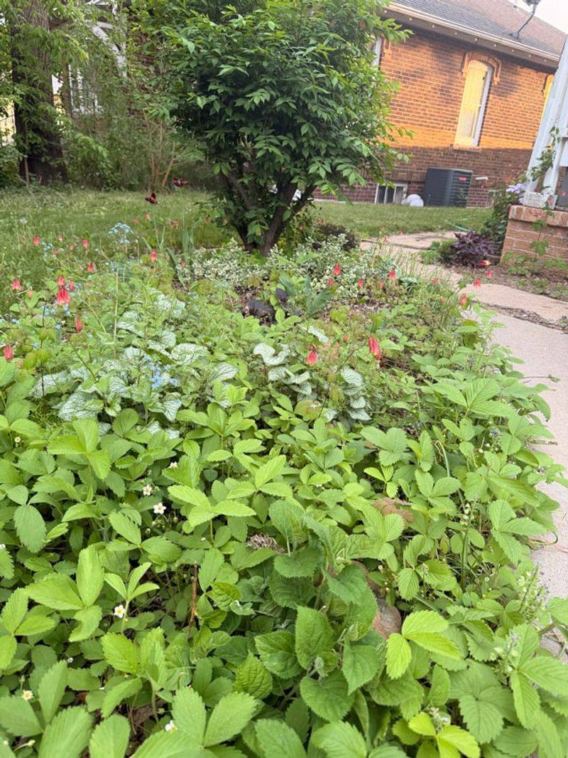 Wild Strawberry Spreading Into A Low Green Carpet