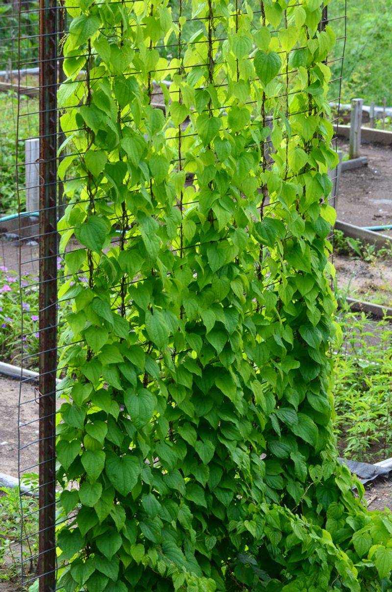 Wild Yam Adds Heart Shaped Foliage To Shady Fences Wild Yam Adds Heart Shaped Foliage To Shady Fences