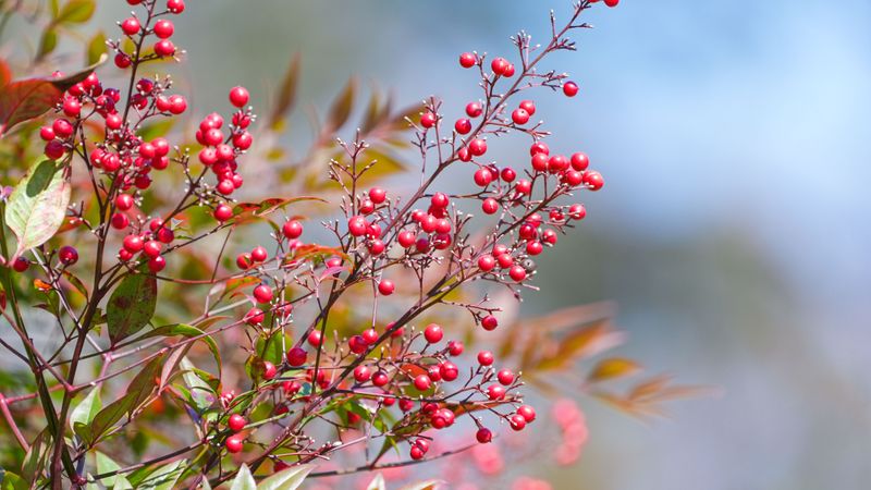 Wildlife And Pet Health Risks Linked To This Plant Wildlife And Pet Health Risks Linked To This Plant