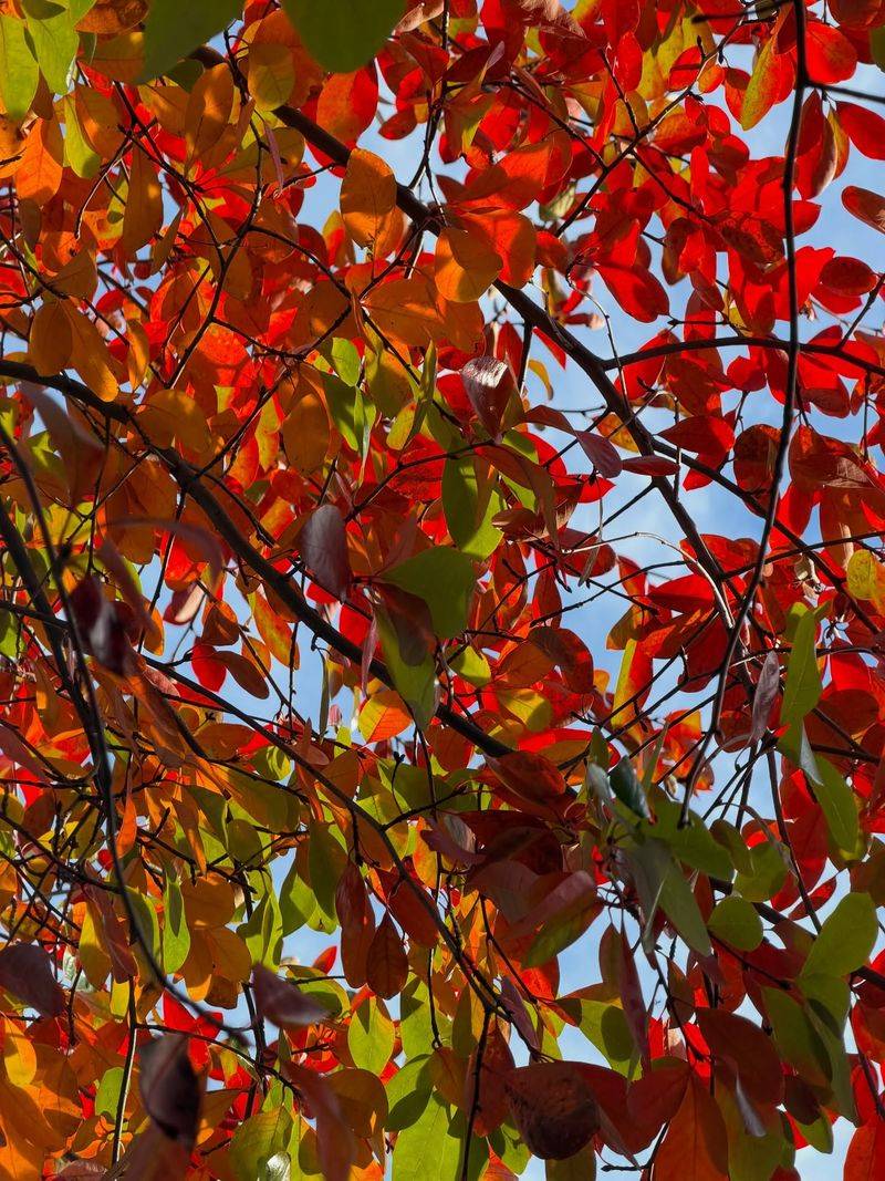 Wildlife Benefits From The Tree Too