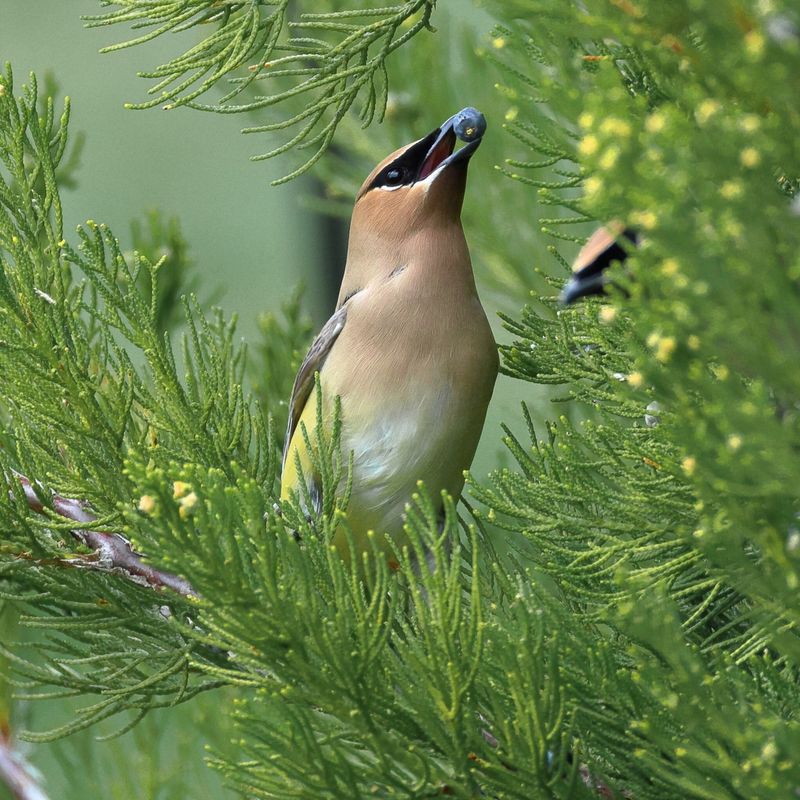 Wildlife Benefits That Come With Zero Effort Wildlife Benefits That Come With Zero Effort