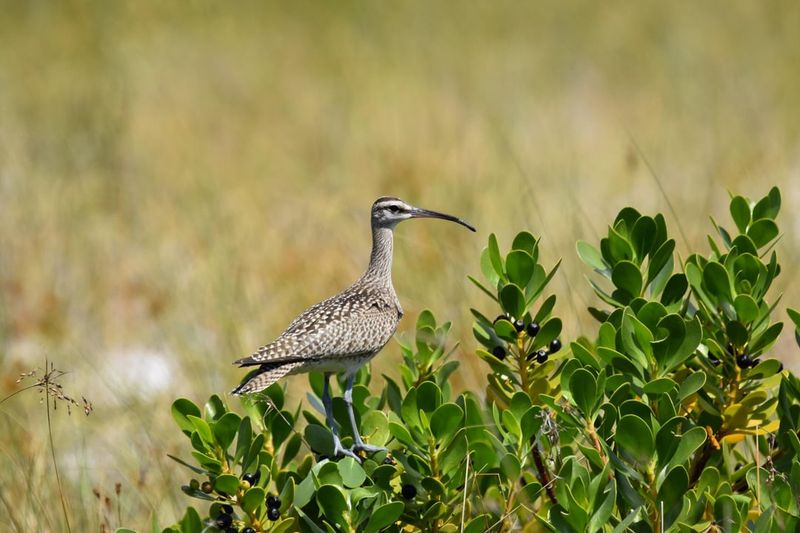 Wildlife Benefits You Won't Get From Boxwood Wildlife Benefits You Won't Get From Boxwood
