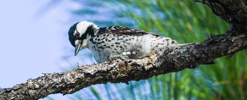 Wildlife Gets More Than Just Acorns Wildlife Gets More Than Just Acorns