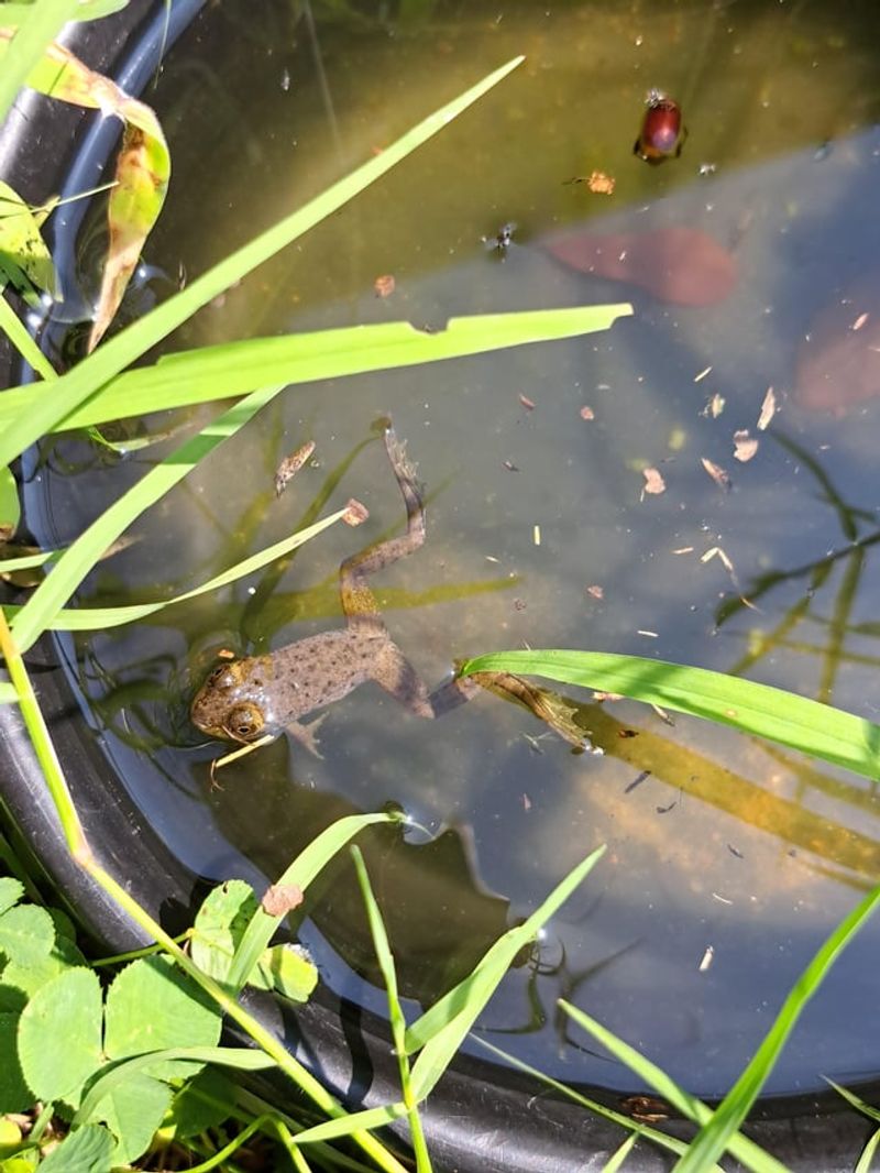 Wildlife You Can Expect To Attract Over Time