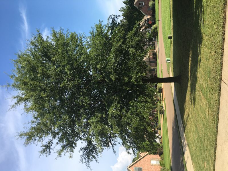 Willow Oak Casts Deep Cookout Shade Willow Oak Casts Deep Cookout Shade