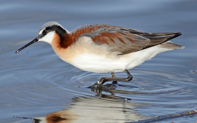 Wilson's Phalaropes Nearly Double Their Weight Before Moving On Wilson's Phalaropes Nearly Double Their Weight Before Moving On