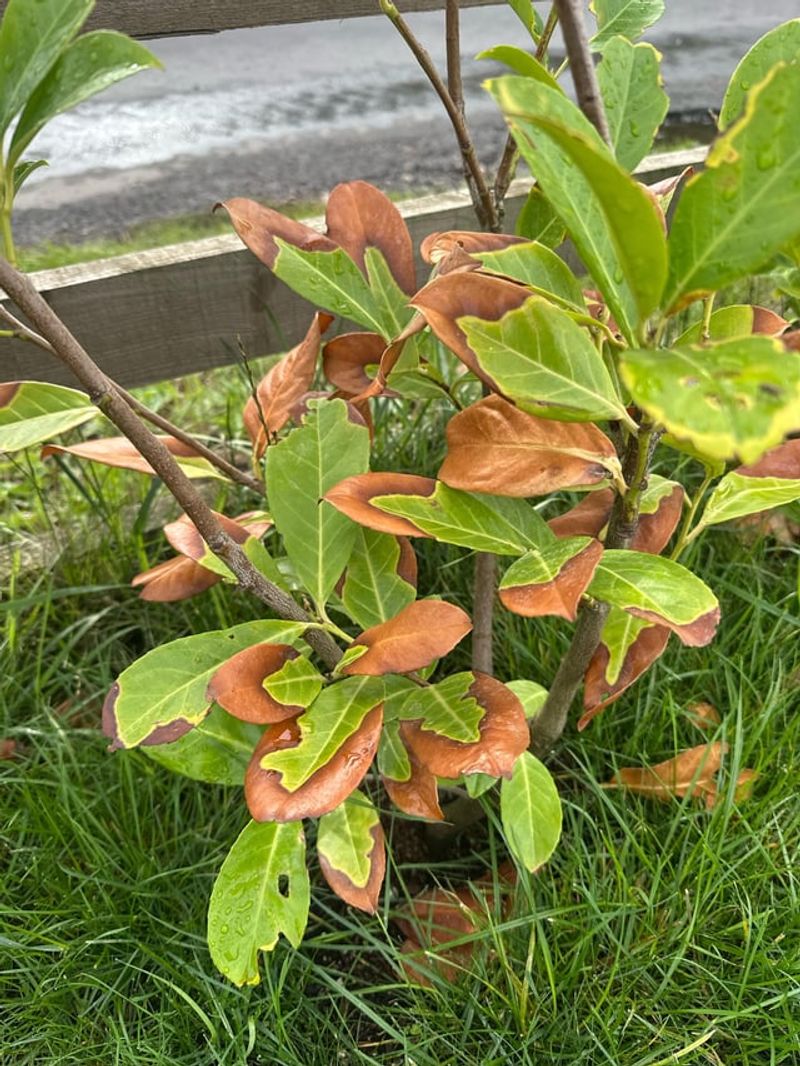 Wilted Leaves Can Still Cause Serious Trouble Wilted Leaves Can Still Cause Serious Trouble