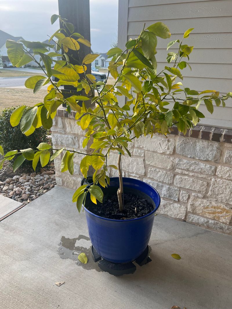 Wilted Leaves May Be A Root Problem Wilted Leaves May Be A Root Problem