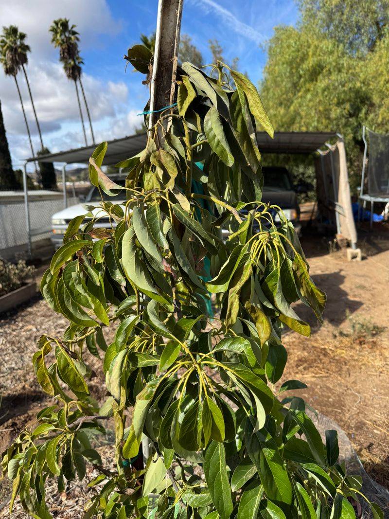 Wilting Does Not Always Mean The Tree Is Thirsty