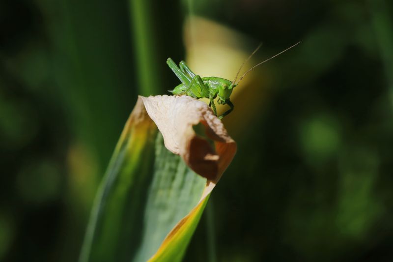 Wilting Grass Attracts Hungry Grasshopper Activity