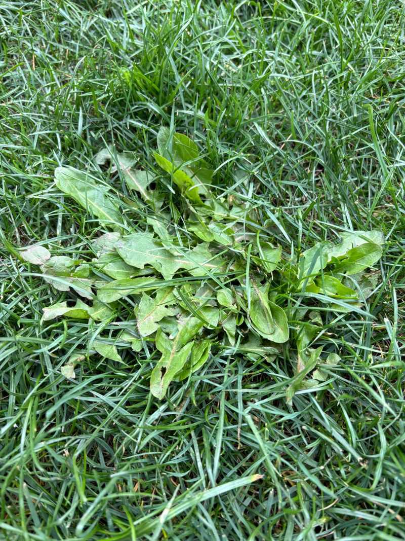 Wind And Drift Can Damage Nearby Grass Wind And Drift Can Damage Nearby Grass