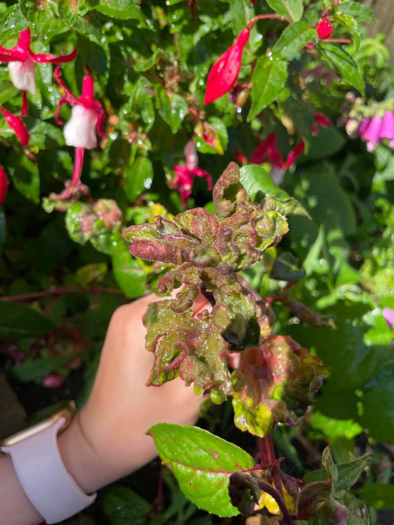 Wind Drying Petals Faster Than You Notice