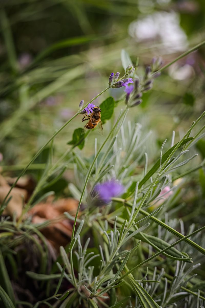 Wind Exposure Changes Foraging Patterns