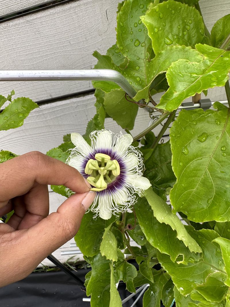 Windy Days Drying Pollen Before Fruit Can Set