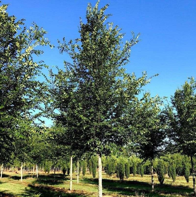 Winged Elm Builds A Shade Canopy Faster Than Its Fine Leaves Suggest
