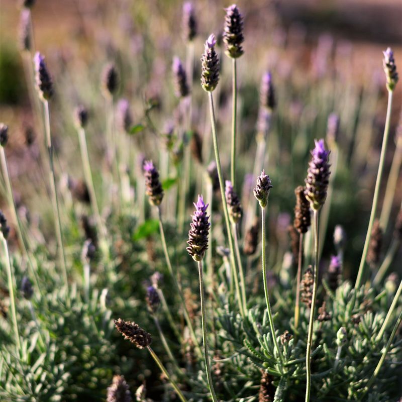 Winter Damage May Stay Hidden Until Spring Winter Damage May Stay Hidden Until Spring