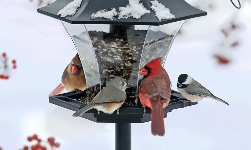 Winter Flocks Bring Safety In Numbers Winter Flocks Bring Safety In Numbers