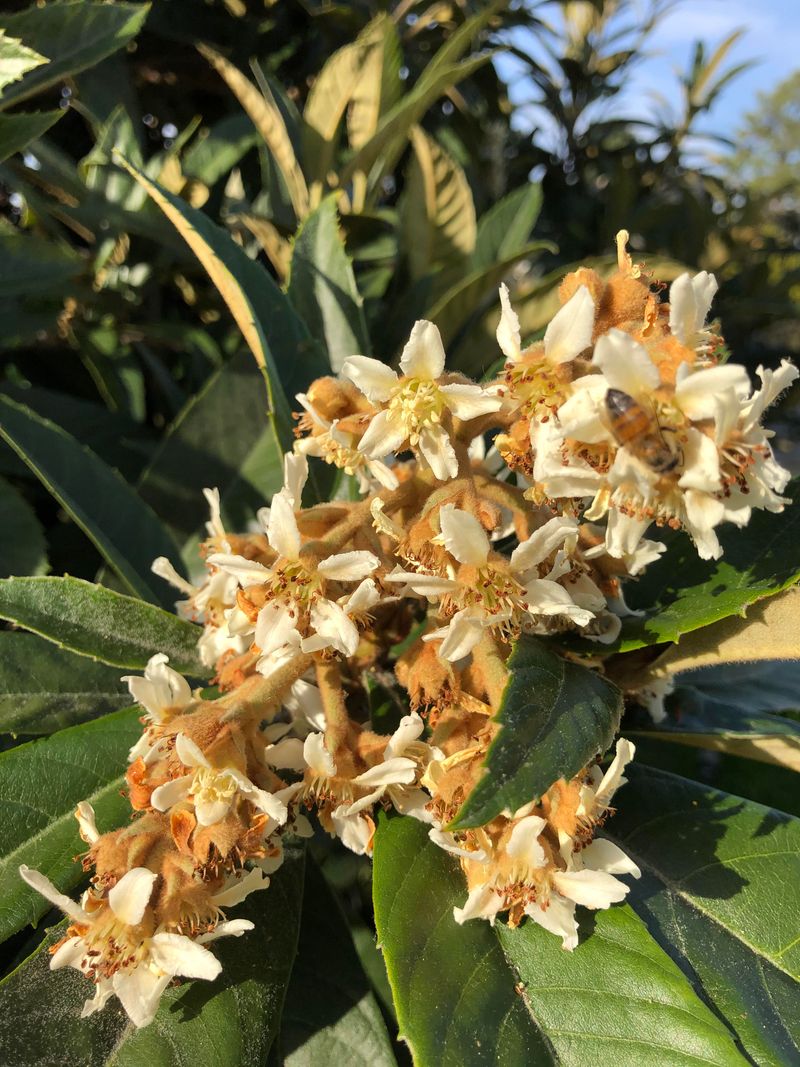 Winter Flowers Bring Fragrance At An Unexpected Time Winter Flowers Bring Fragrance At An Unexpected Time