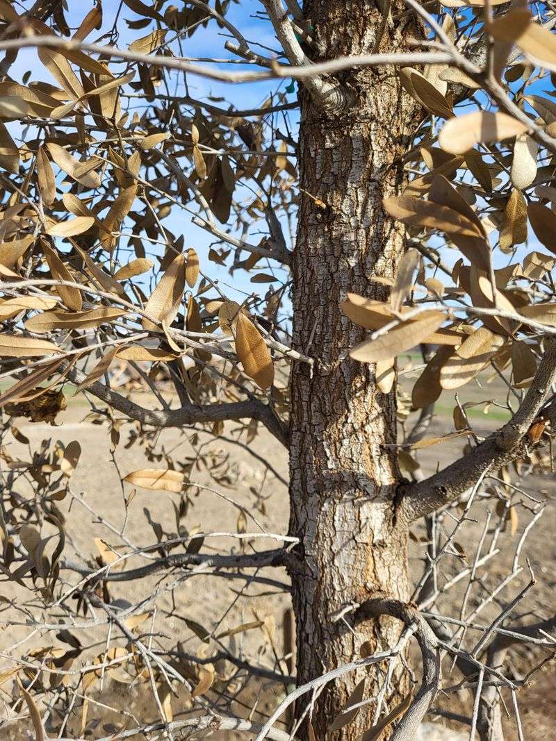 Winter Gives Roots More Establishment Time