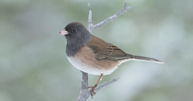 Winter Habitat Is Becoming More Important Winter Habitat Is Becoming More Important