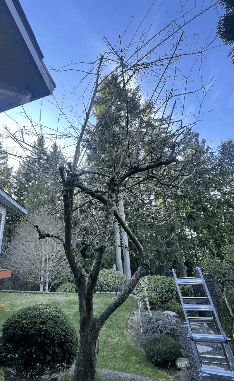 Winter Pruning Stops The Fungus Before Spring Arrives