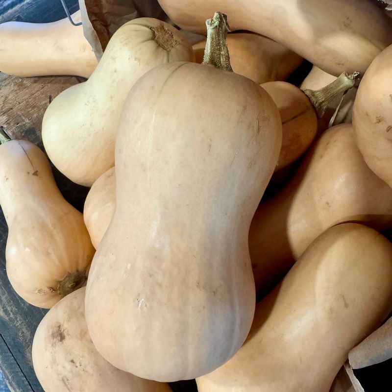 Winter Squash Winter Squash