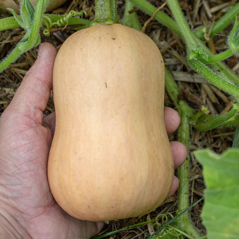 Winter Squash Winter Squash