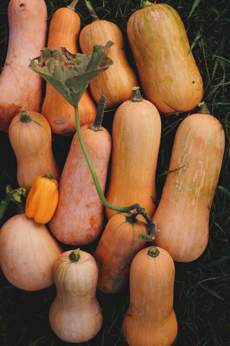 Winter Squash Takes Time To Mature Winter Squash Takes Time To Mature