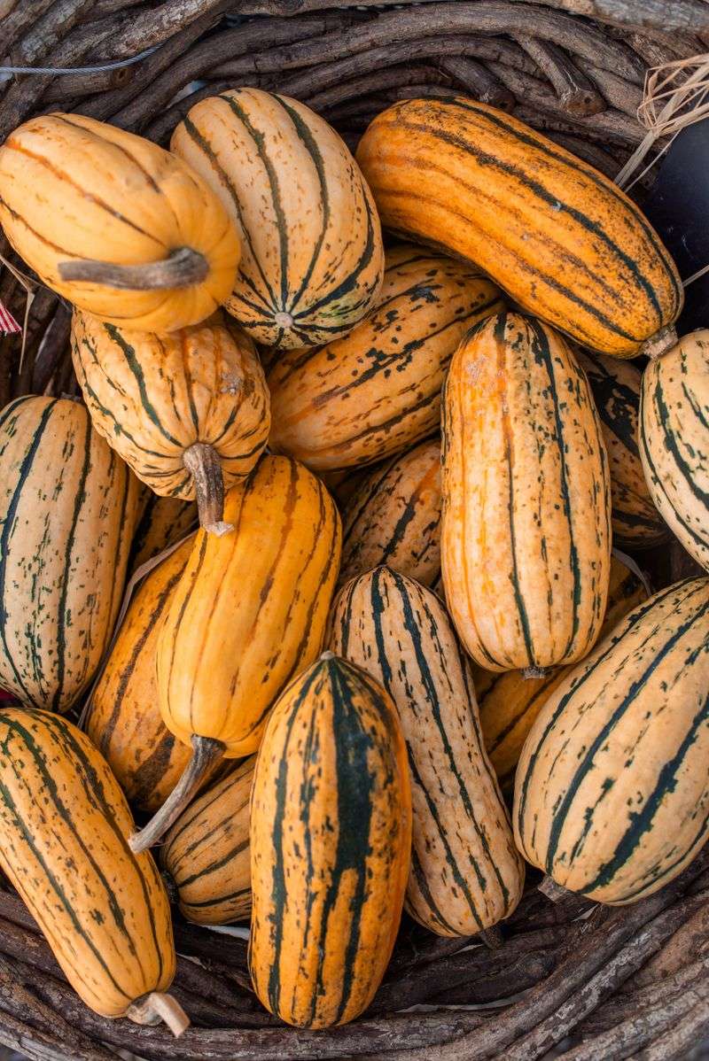 Winter Squash