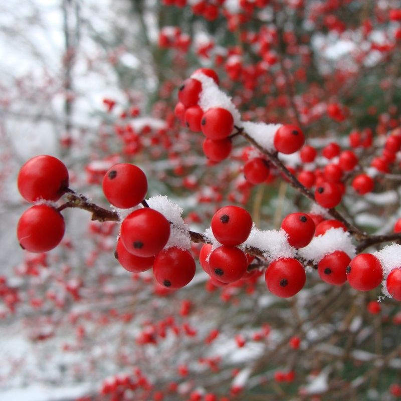 Winterberry Benefits From Moist Fall Soil Winterberry Benefits From Moist Fall Soil