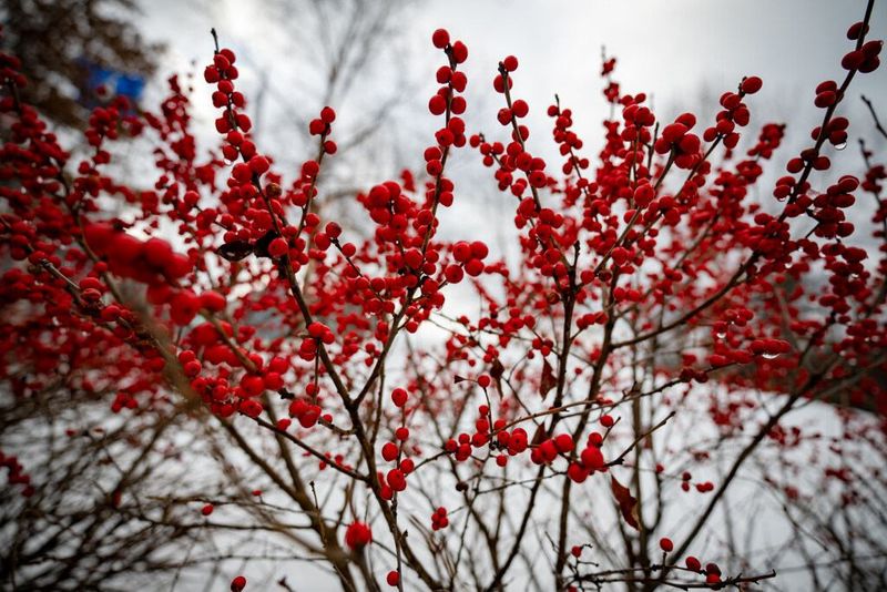 Winterberry Brightens Moist Foundation Beds Winterberry Brightens Moist Foundation Beds