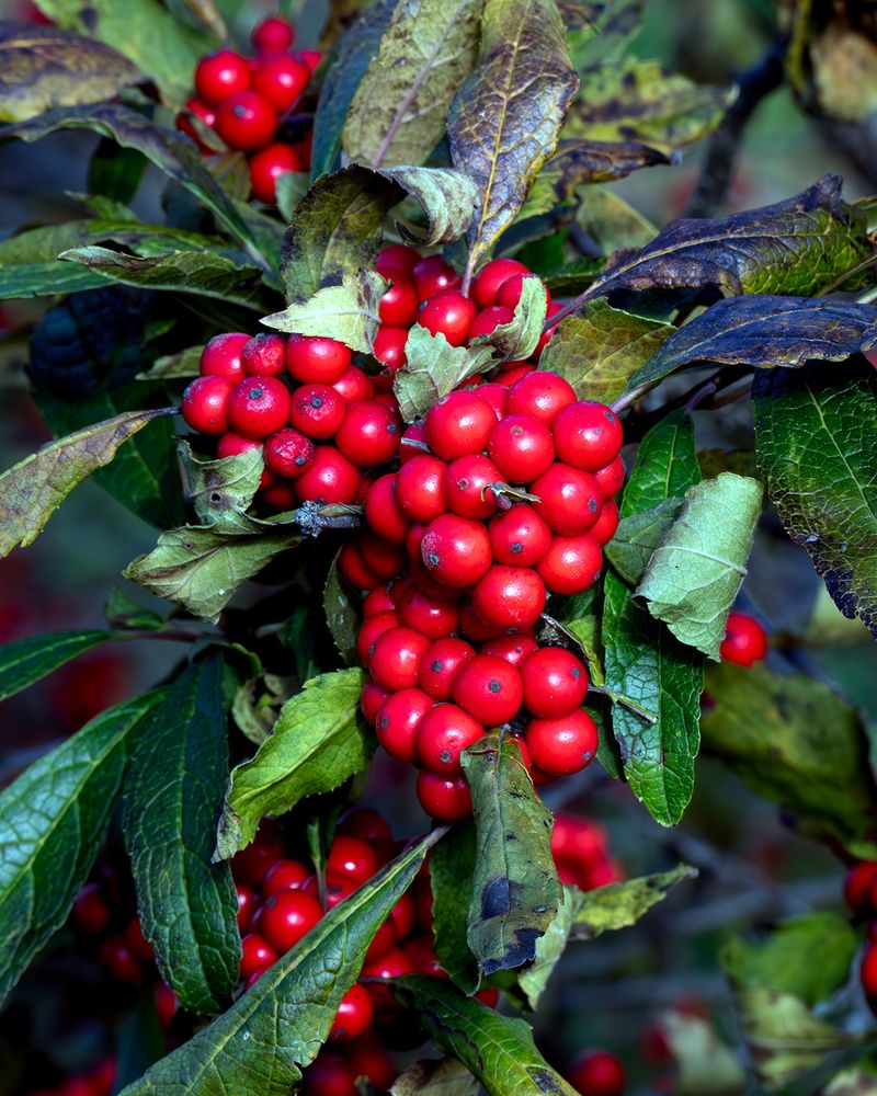 Winterberry Carries Color Into Winter Winterberry Carries Color Into Winter