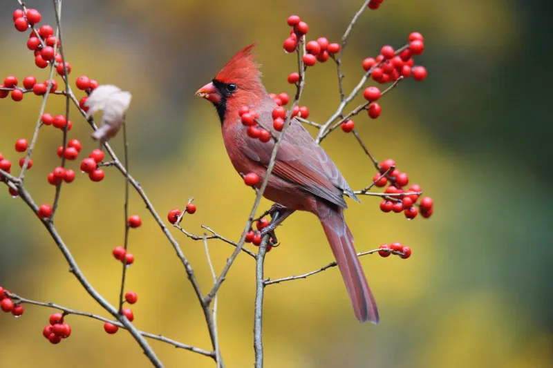 Winterberry Holly Adds Fruit After Leaf Drop