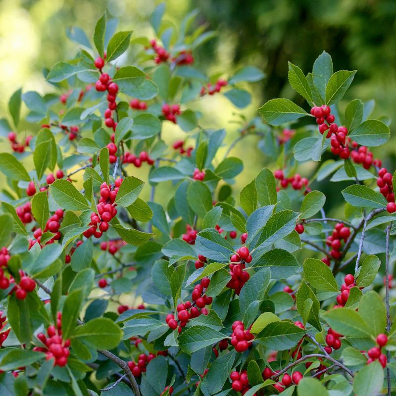 Winterberry Holly (Ilex Verticillata)